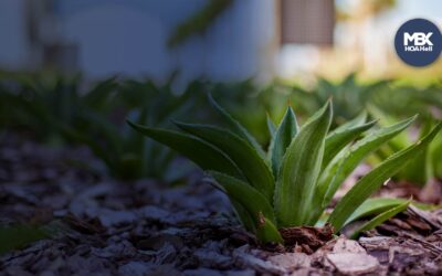 Drought-Resistant Landscaping & California HOAs: Your Legal Rights Explained