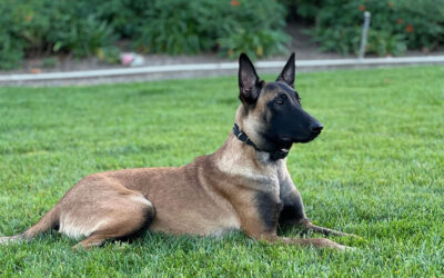 Service Animals and Emotional Support Animals in California HOAs: Your Rights