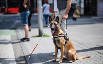 California HOAs and Assistance Animals: Access, Enforcement, and Protecting Your Rights