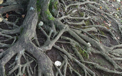 California Neighbor Tree Disputes: Damages, Attorney’s Fees, and HOA Involvement