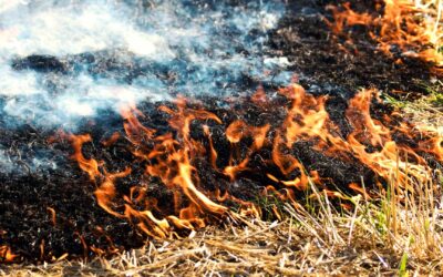 Can My California HOA Force Me to Keep Landscaping That Violates Fire Code?